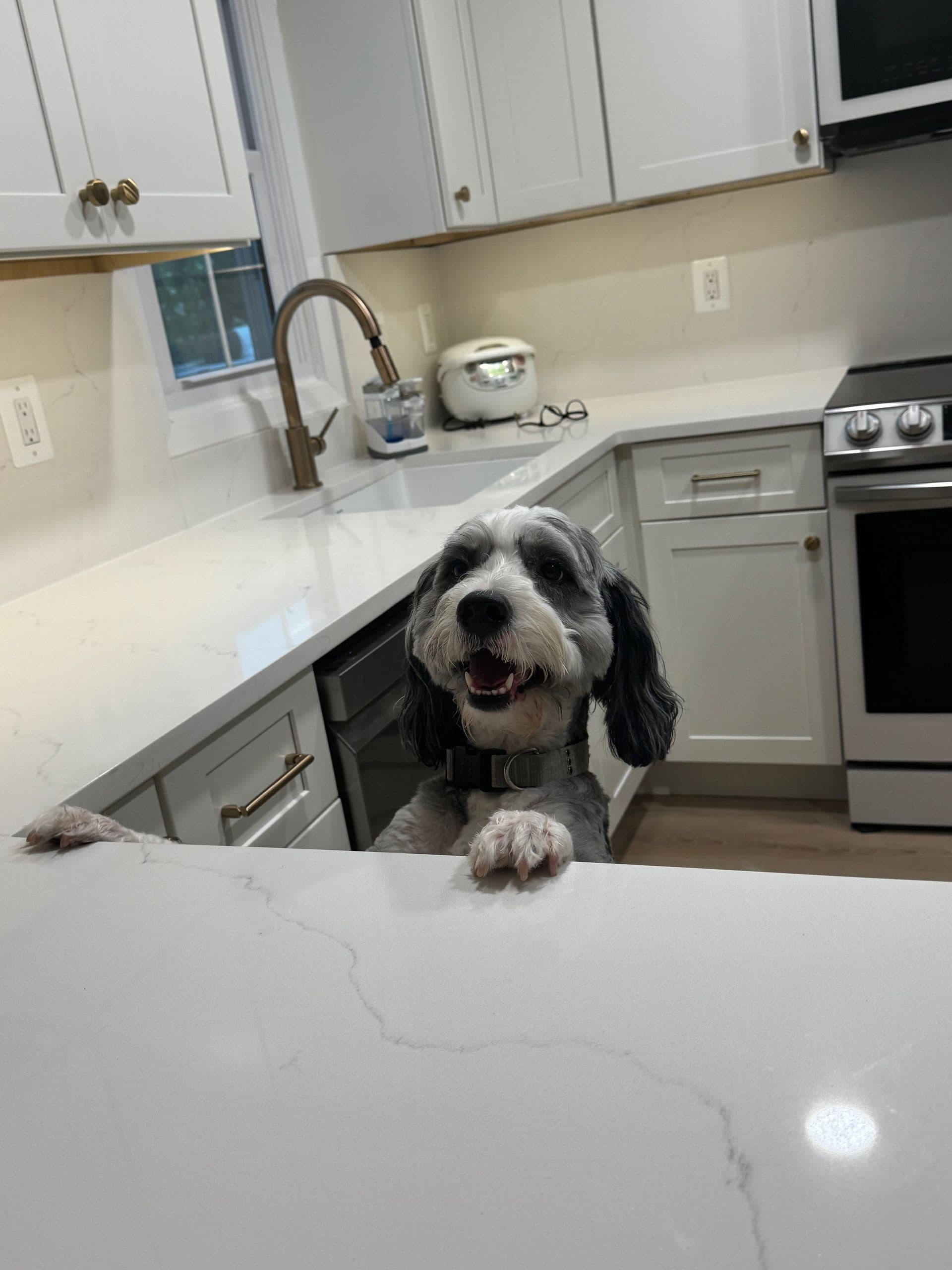 dog in kitchen